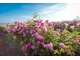 Роза крымская (Rosa gallica) абсолю, Крым (1 г)