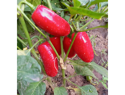 Перец острый Jalapeno Zapotec