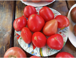 Томат Ребристый Эуганских Холмов (Costoluto Colli Euganei), Италия