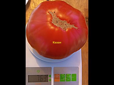 Томат Казан