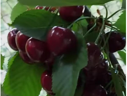 Саженцы черешни (наличие в садовом центре)