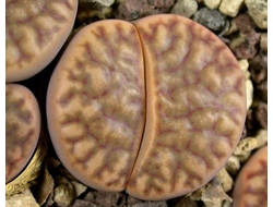 Lithops bromfieldii C368 (MG-1557.4)