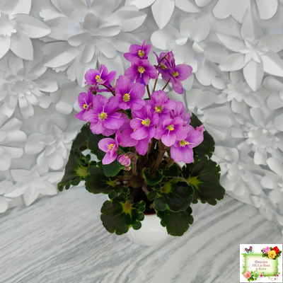 LV-Ланселот (Л. Шевелева) 2025 г. (клакамусный гёрл с кроновой пестролистностью) (стартер)