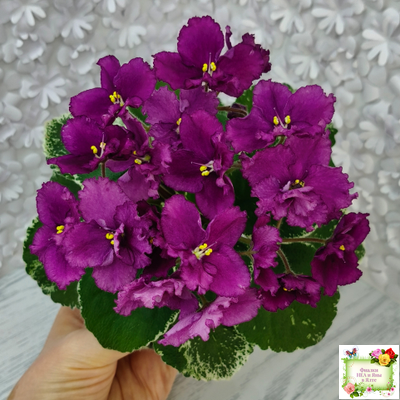 ЛЕ-Адреналин (Е. Лебецкая) 2020 г.