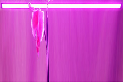 Cветодиодный фитосветильник для растений 12Ватт 12V IP44