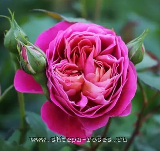 Сэнтинье де Лей ле Роз