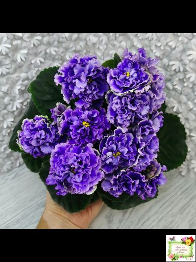 РМ-Синий Бриллиант (Н. Скорнякова) 2023 г.