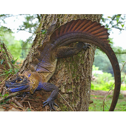 Агама парусная филиппинская (Hydrosaurus pustulatus)