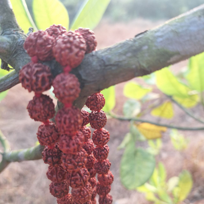 Четки из натуральной маленькой Рудракши цвет красный