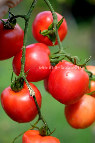 Томат Царица Полей, 10 шт
