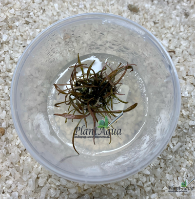 Криптокорина аффинис (меристемная)