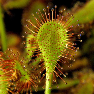 Drosera Collinsiae