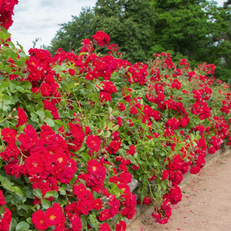 Хеллоу  (Hello) роза