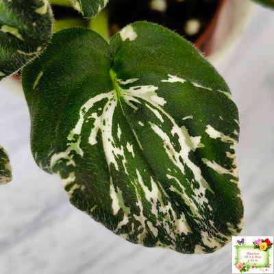 LV-Зюзя (Л. Шевелева) 2025 г. трейлер (клакамас пестролистный)