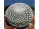 Mammillaria Microthele Superfina - Маммиллярия микротеле Суперфина, кактус с совиным глазом