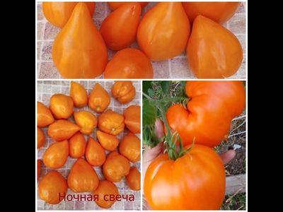 Томат Ночная свеча (Night Candle)