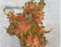 Колеус Flame Thrower