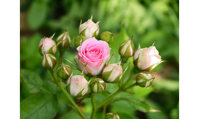 Силиконовый молд "Бутоны кустовых роз"