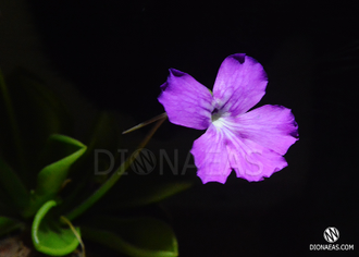 Pinguicula Colimensis x zecheri