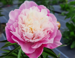 Paeonia Silver daubed