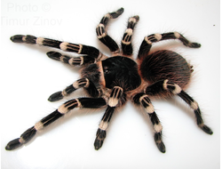 Acanthoscurria geniculata (Бразильский белоколенный)