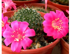 Rebutia violaciflora (семена)