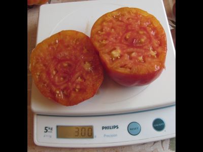 Томат Туксханс красно-жёлтый (Tuxhorn’s Red and Yellow)