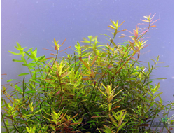 Ротала Цейлон (пучок)