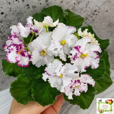 АВ-Любимая Игрушка (Фиалковод) 2015 г.