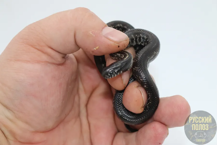 Змея королевская, Lampropeltis