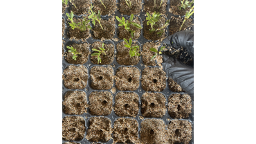 Посадка черенков в кассеты (лапчатка)