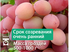 Супер Ляля