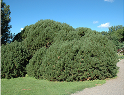 Сосна горная mugus, C2