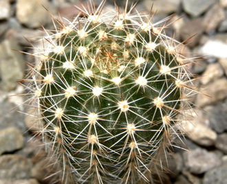 Echinopsis ‘Oriole’ x Lobivia arachnacantha torrecillasensis (D=25mm, Н=50-60mm)