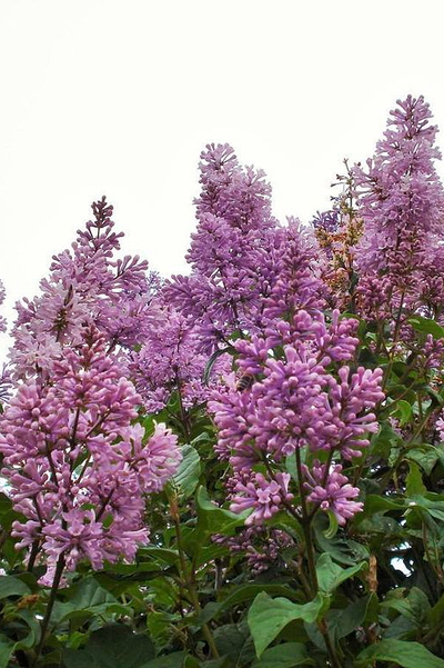 Сирень венгерская