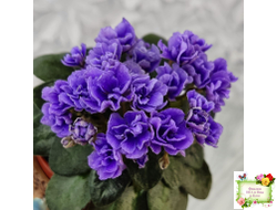 Blue Scoundrel micromini (P.Sorano/LLG) (Блю Ска́ндрел) микроминиатюра