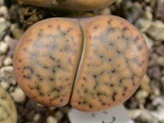 Lithops schwantesii C079 'triebneri' (MG) - 10 семян