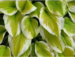 ХОСТА \HOSTA\ - дельта дон, хоста сорта, неприхотливые многолетники ...