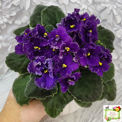 ЛЕ-Константин (Е. Лебецкая) 2019 г.