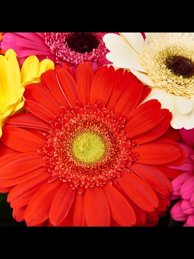 15 гербер в крафте