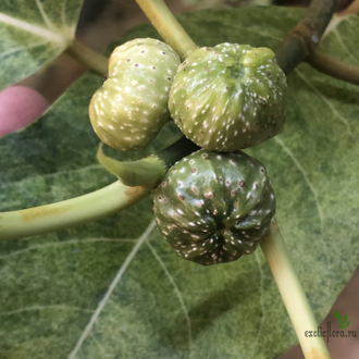 Ficus septica "gold splash" / фикус септика голд сплеш