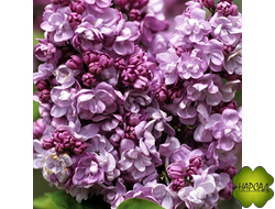 СИРЕНЬ "ГЕНЕРАЛ ПЕРШИНГ" (раскидистый куст) саженец 90 см