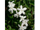 Цветочный воск Жасмин крупноцветковый (Jasminum grandiflorum) 10г