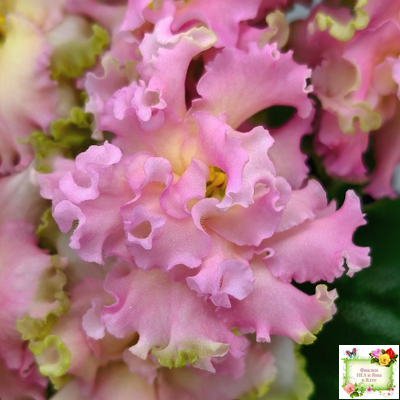 АВ-Златые Горы (Фиалковод) 2021 г. (сортовой стартер)