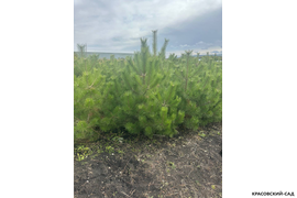 Сосна крымская Черная (Pinus nigra) – фото осенью - красовский-сад.рф