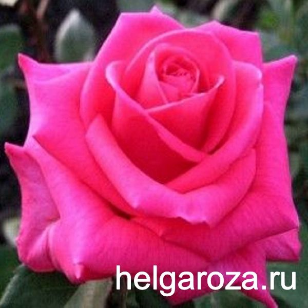 Роза ланком чайно гибридная