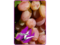 Розовый супер (укоренённый черенок)