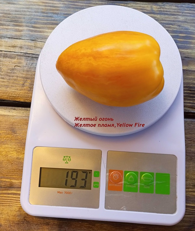 Томат Желтый огонь (Yellow fire, Желтое пламя)