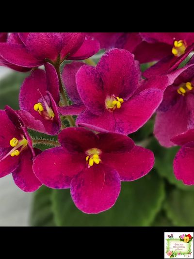 Mac’s Paisley Pattern (G.McDonald)