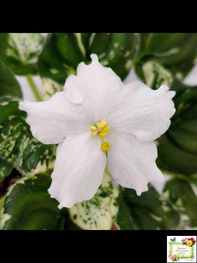 LV-Зюзя (Л. Шевелева) 2025 г. трейлер (клакамас пестролистный)